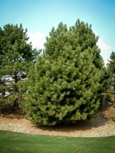 Сосна Чёрная (Pinus Nigra) купить по цене от 270.00р. в интернет-магазине «Посадика» с доставкой почтой в в Кургане и по всей России – [изображение №1].