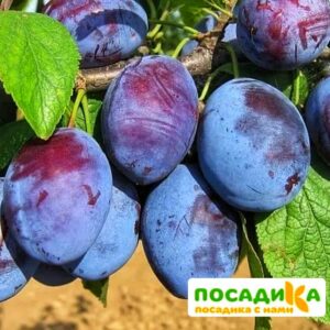 Слива Чачакская ранняя купить по цене от 229.00р. в интернет-магазине «Посадика» с доставкой почтой в в Кургане и по всей России – [изображение №1].