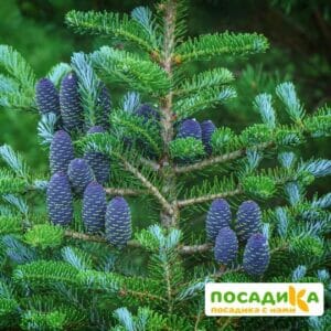 Пихта корейская (Abies koreana) купить по цене от 450.00р. в интернет-магазине «Посадика» с доставкой почтой в в Кургане и по всей России – [изображение №1].