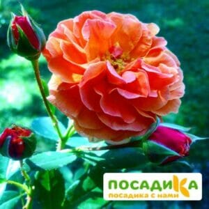 Роза Арабия купить по цене от 350.00р. в интернет-магазине «Посадика» с доставкой почтой в в Кургане и по всей России – [изображение №1].