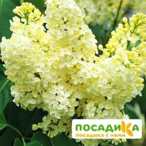 Сирень Примроуз (Primrose) купить по цене от 529.00р. в интернет-магазине «Посадика» с доставкой почтой в в Кургане и по всей России – [изображение №1].