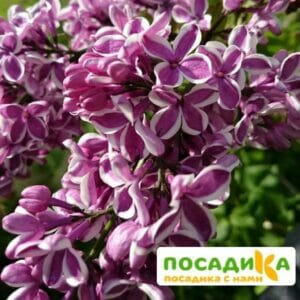 Сирень Сенсация купить по цене от 529.00р. в интернет-магазине «Посадика» с доставкой почтой в в Кургане и по всей России – [изображение №1].