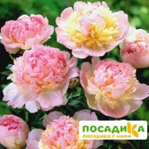 Пион Распберри Сандей (Paeonia Raspberry Sundae) купить по цене от 959р. в интернет-магазине «Посадика» с доставкой почтой в в Кургане и по всей России – [изображение №1].