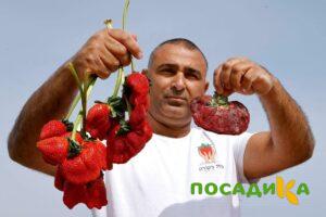 Клубника Гигант Джорнея купить по цене от 266р. в интернет-магазине «Посадика» с доставкой почтой в в Кургане и по всей России – [изображение №1].