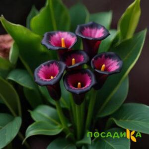 Калла Аура Лейс купить по цене от 400р. в интернет-магазине «Посадика» с доставкой почтой в в Кургане и по всей России – [изображение №1].