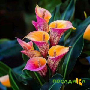 Калла Оникс купить по цене от 450р. в интернет-магазине «Посадика» с доставкой почтой в в Кургане и по всей России – [изображение №1].