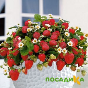 Клубника Рубиновый Шепот (горшечная) купить по цене от 240р. в интернет-магазине «Посадика» с доставкой почтой в в Кургане и по всей России – [изображение №1].