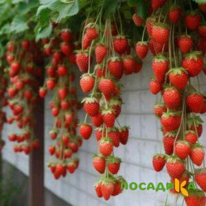 Клубника вьющаяся Комплимент купить по цене от 470р. в интернет-магазине «Посадика» с доставкой почтой в в Кургане и по всей России – [изображение №1].