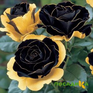 Роза Ханни Сикл купить по цене от 700р. в интернет-магазине «Посадика» с доставкой почтой в в Кургане и по всей России – [изображение №1].