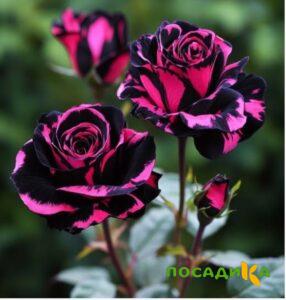 Роза Багровый Шепот купить по цене от 366р. в интернет-магазине «Посадика» с доставкой почтой в в Кургане и по всей России – [изображение №1].