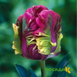 Тюльпан Экзотик Хэвен купить по цене от 186р. в интернет-магазине «Посадика» с доставкой почтой в в Кургане и по всей России – [изображение №1].